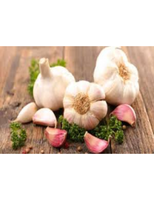Garlic